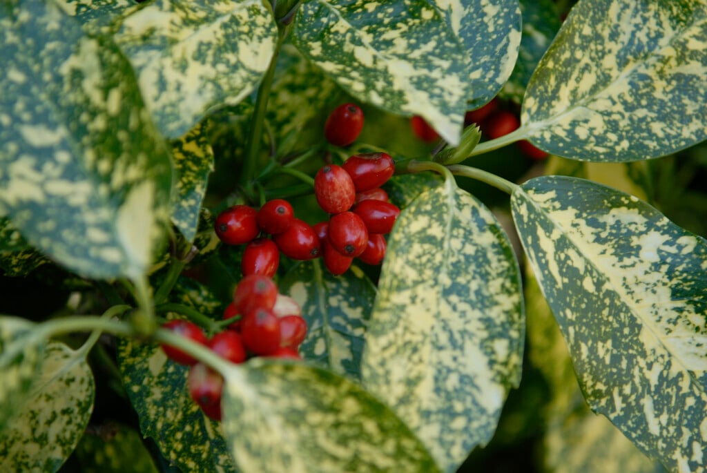 Japanese laurel 'Crotonifolia'