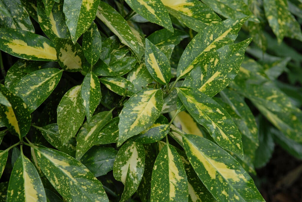 Japanese laurel 'Picturata'