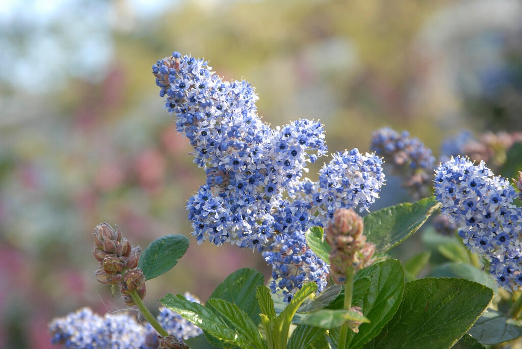 felt-leaf ceanothus 'Trewithen Blue'