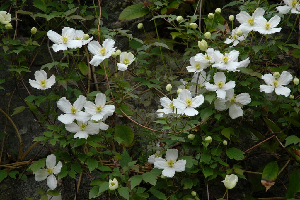 white anemone clematis