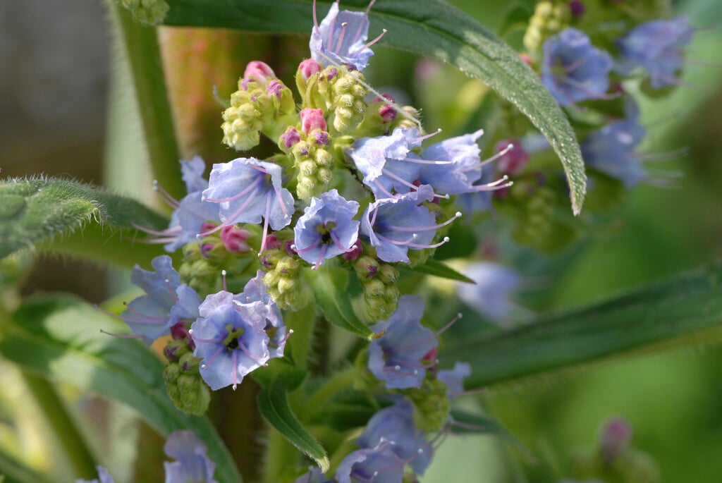 giant viper's bugloss