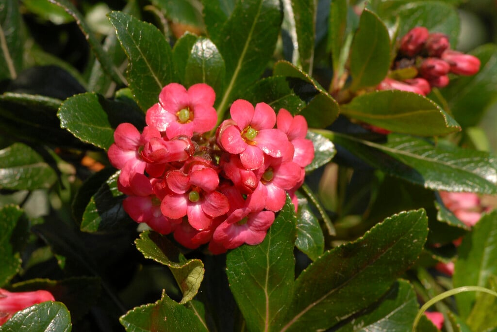 escallonia 'Crimson Spire'