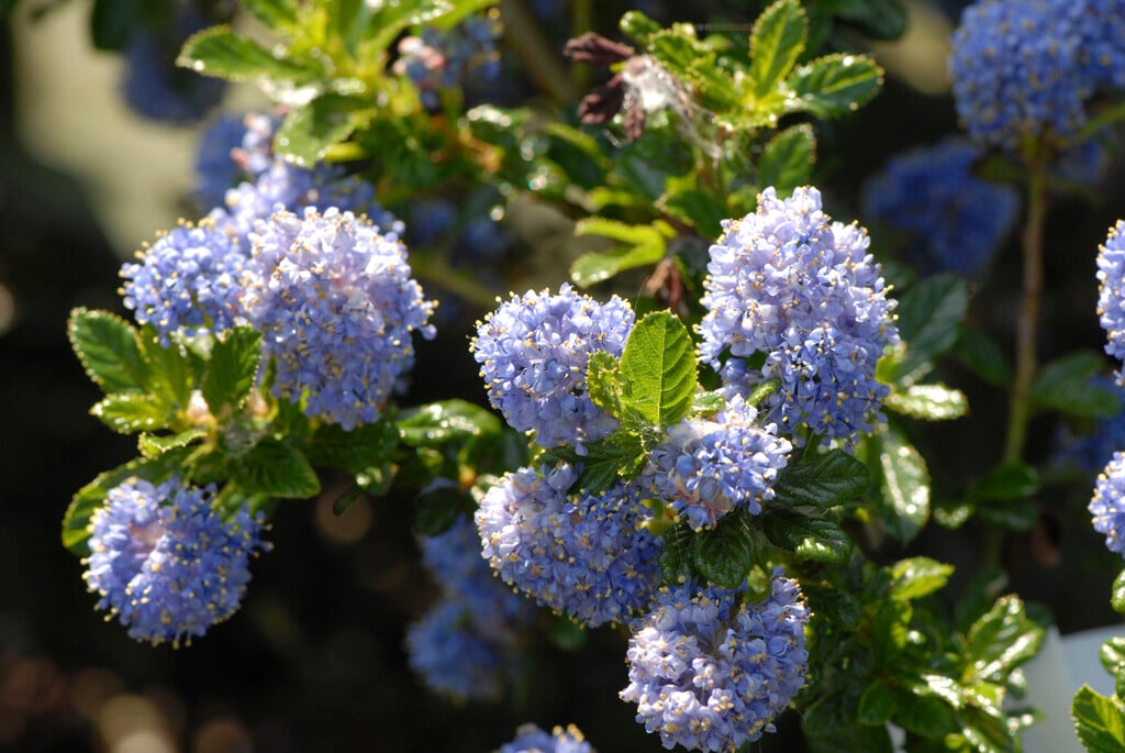 Californian lilac 'Blue Mound'