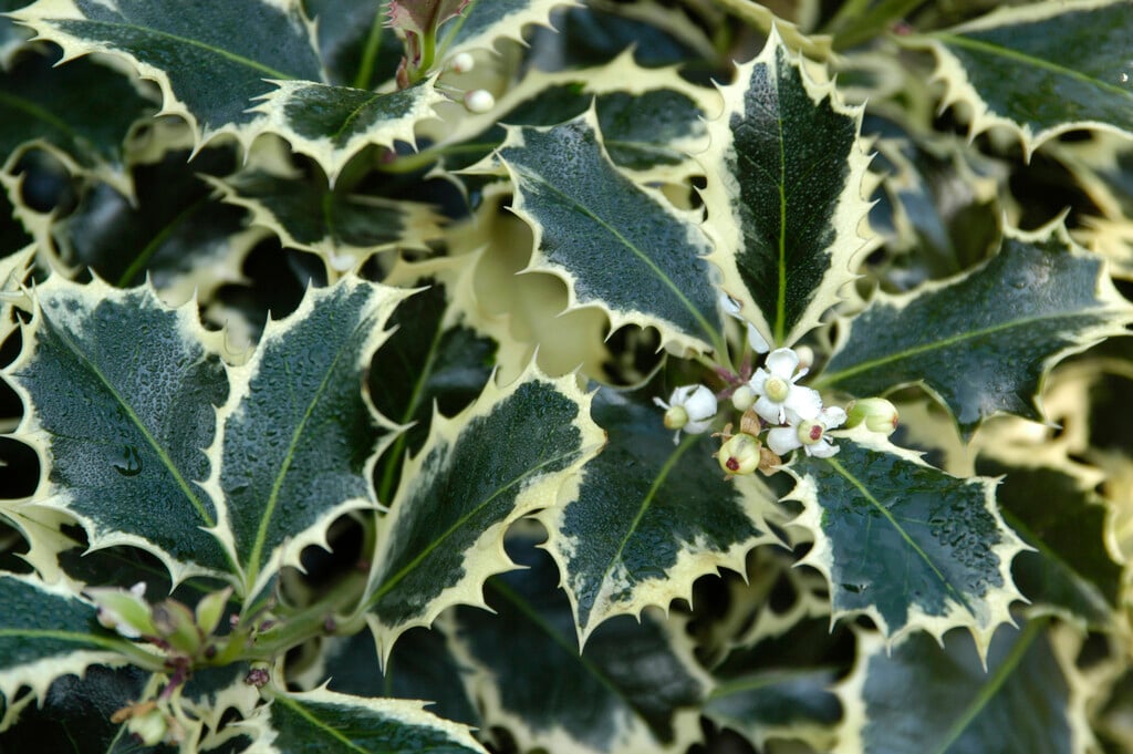 holly 'Silver Queen'
