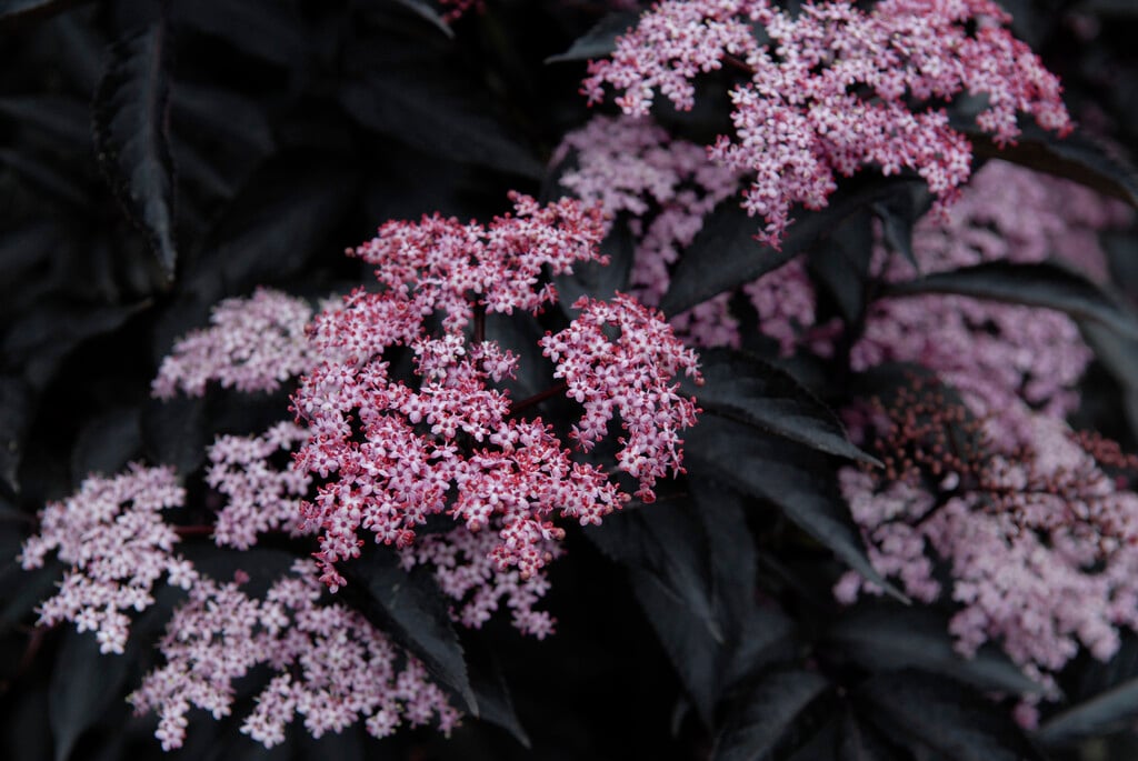 elder 'Guincho Purple'