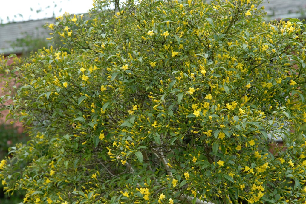 Italian jasmine 'Revolutum'