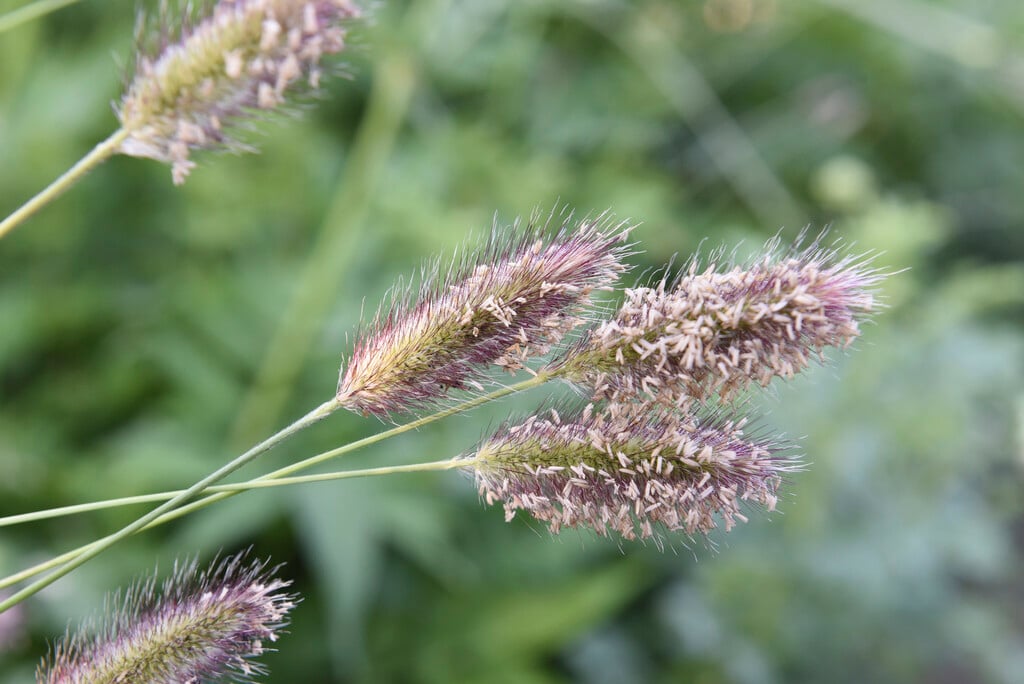 fountain grass 'Red Buttons'