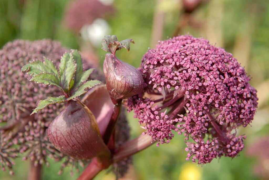 purple angelica