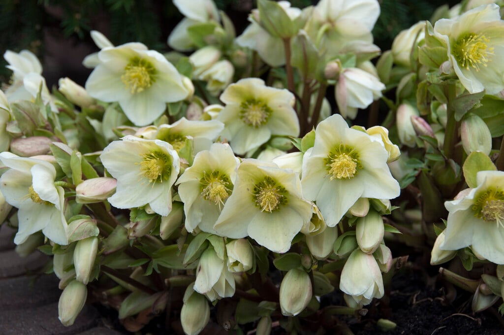 Christmas rose
