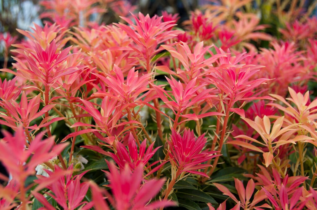 pieris 'Forest Flame'