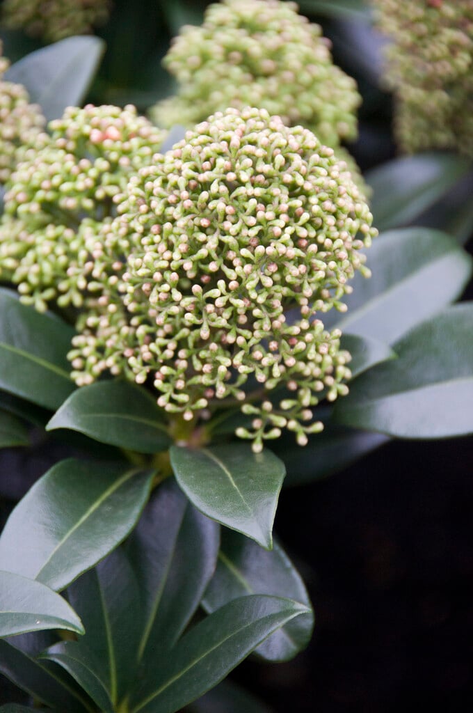 skimmia 'Fragrans'