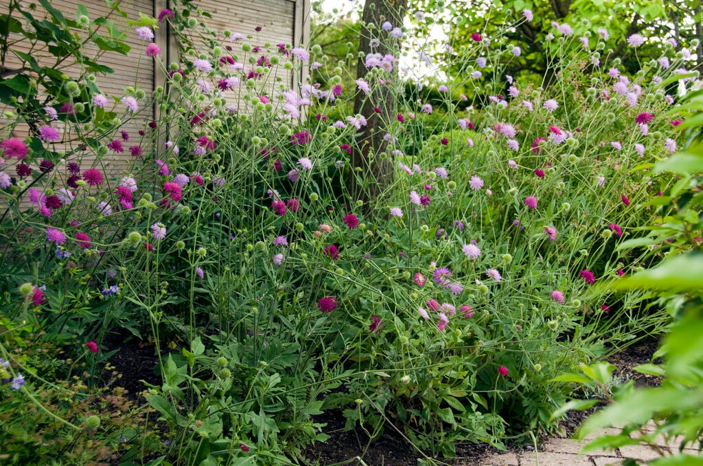 Macedonian scabious Melton pastels
