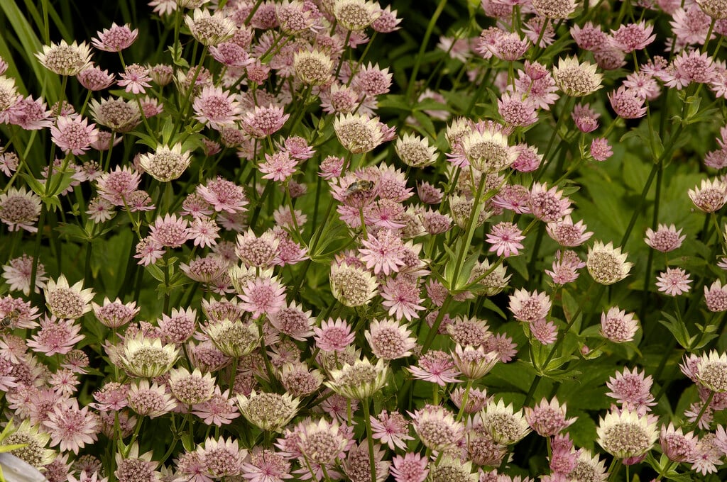 largest masterwort