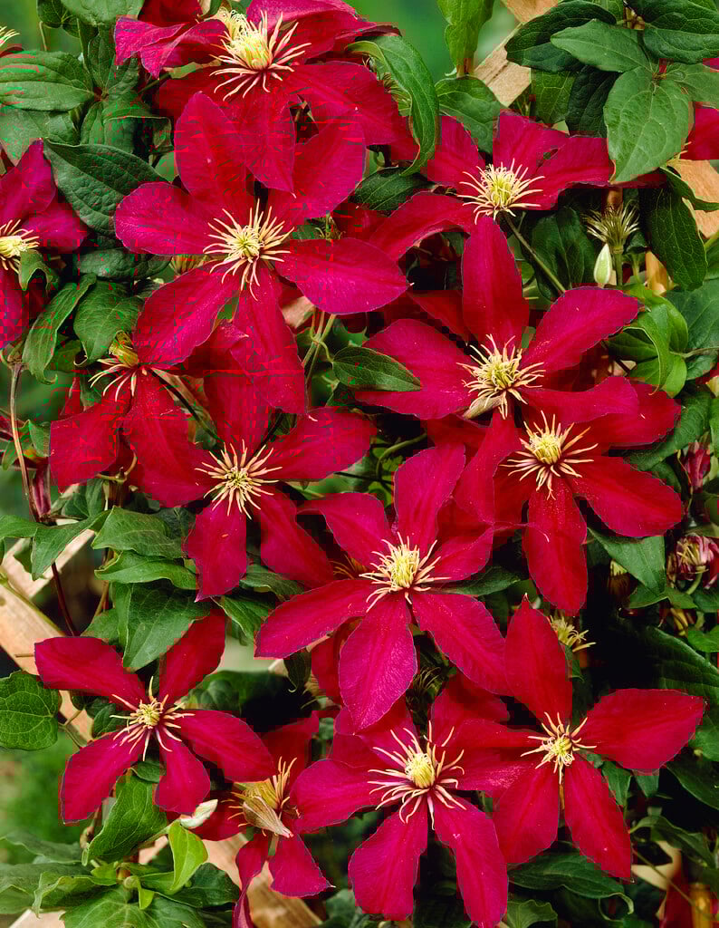 clematis 'Niobe'