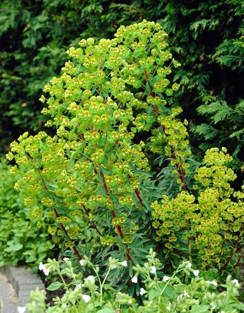 Martin's spurge