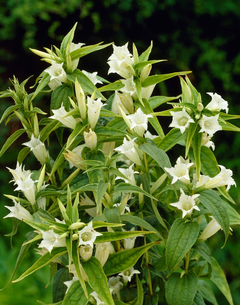 willow gentian 'Alba'