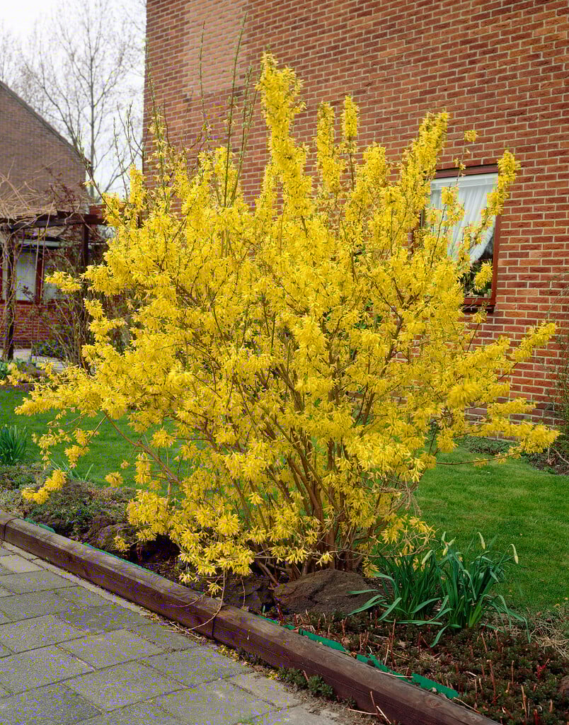 forsythia 'Lynwood Variety'
