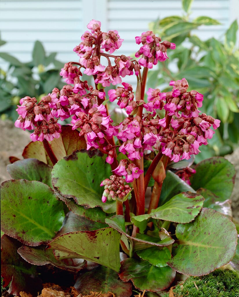 elephant's ears 'Purpurea'