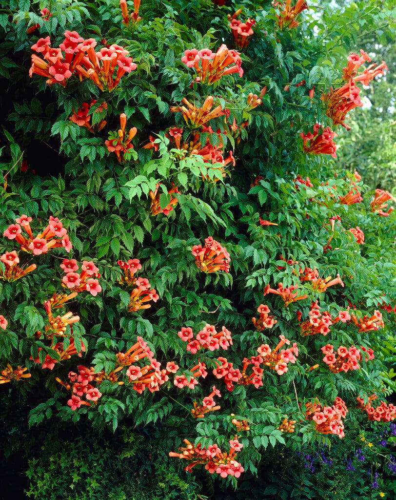 trumpet vine