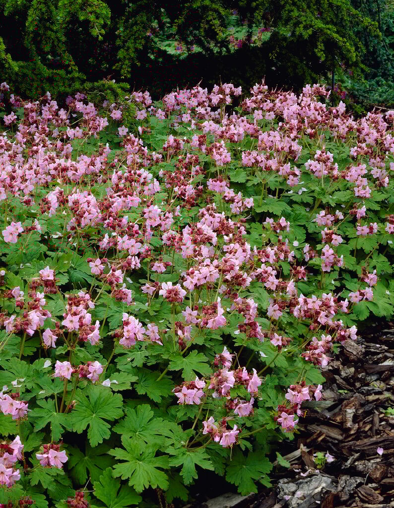 big-root cranesbill 'Ingwersen's Variety'