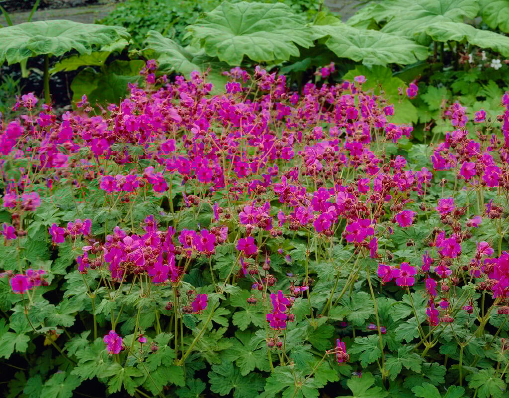 cranesbill 'Bevan's Variety'