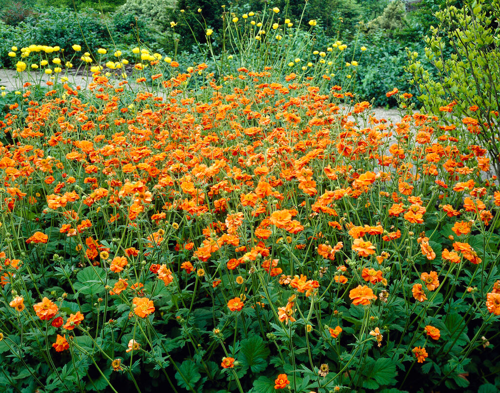 avens 'Prinses Juliana'