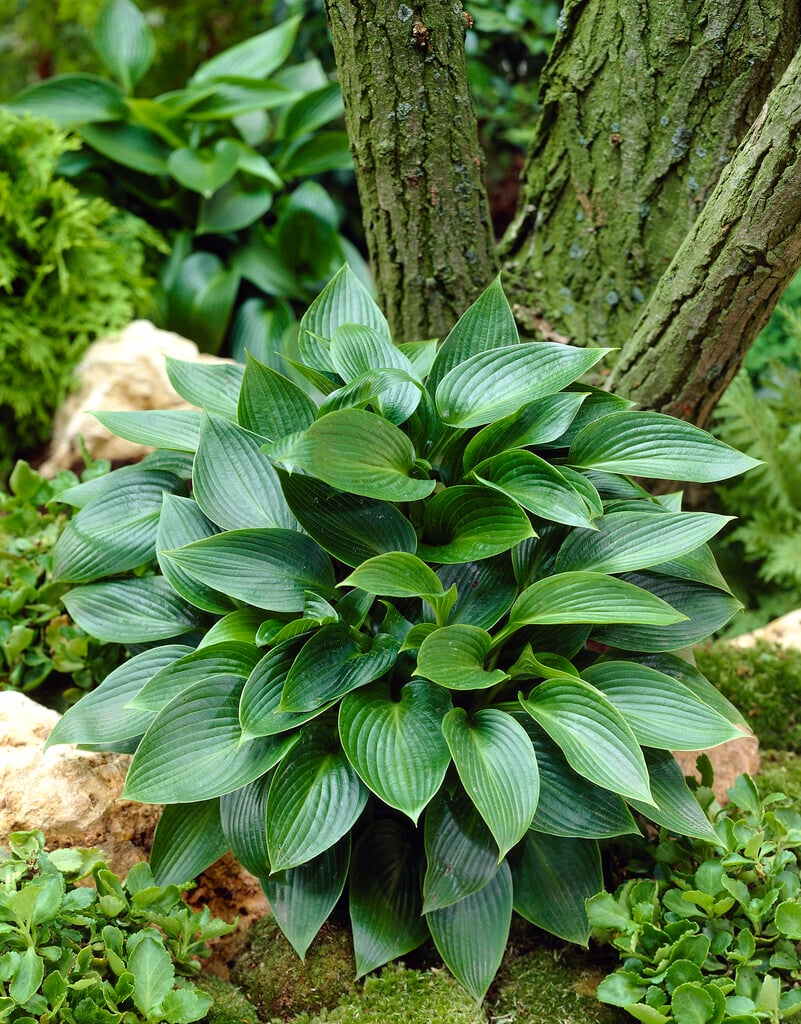 plantain lily 'Devon Green'