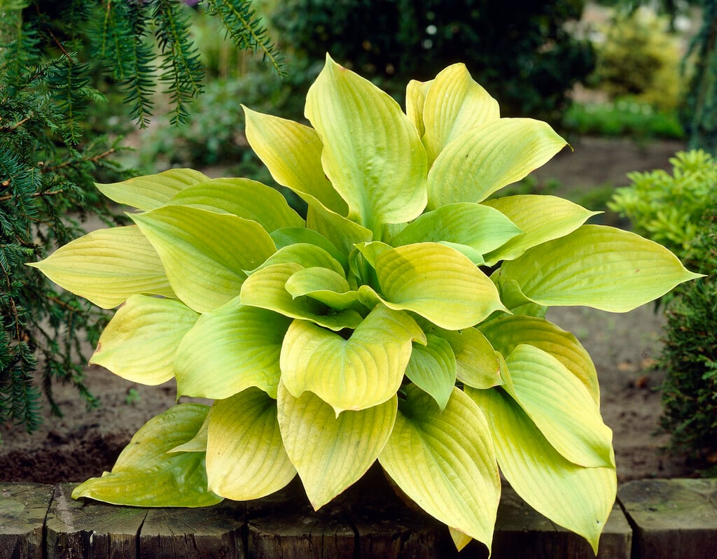 plantain lily 'Sum and Substance'