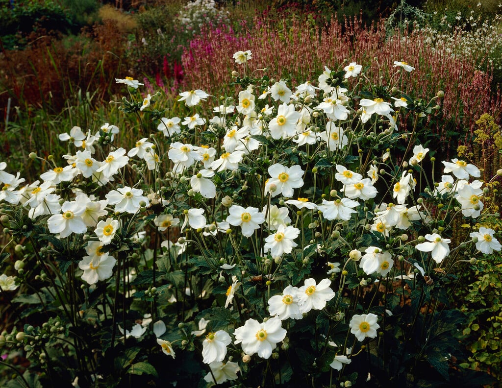 Japanese anemone 'Honorine Jobert'