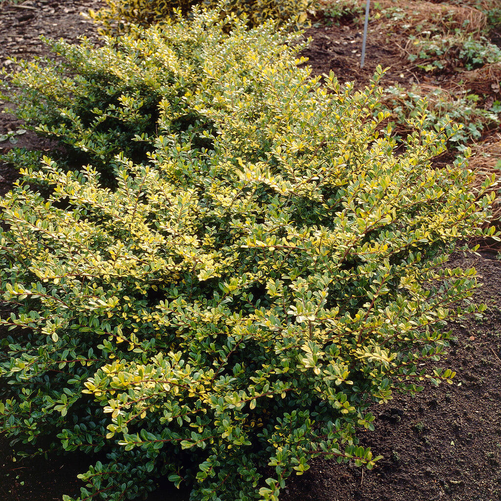 Japanese holly 'Golden Gem'