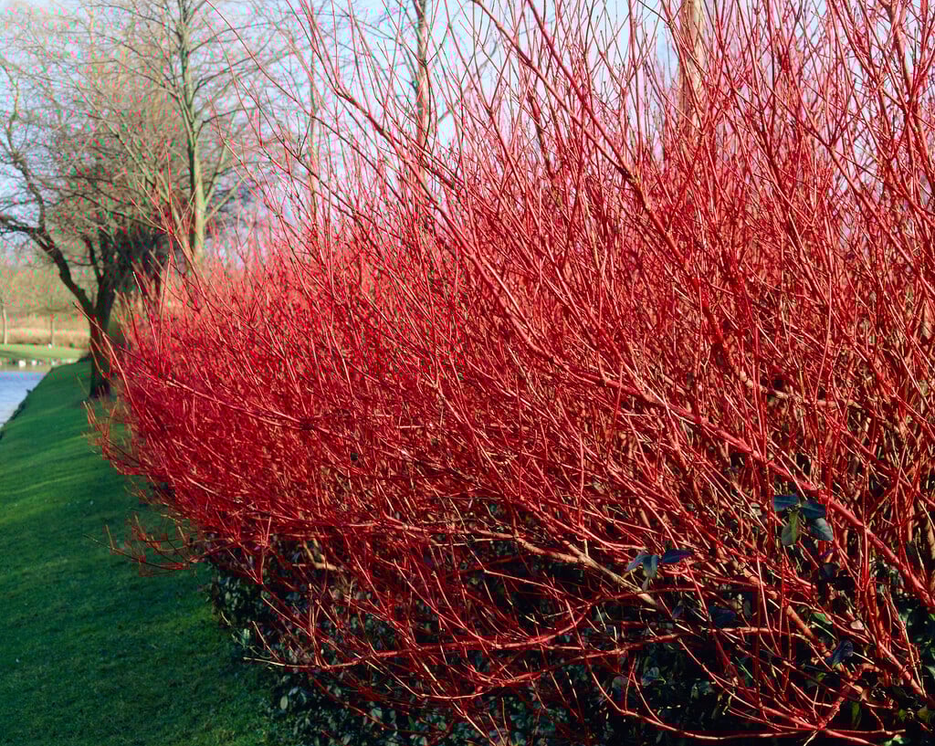 Siberian dogwood