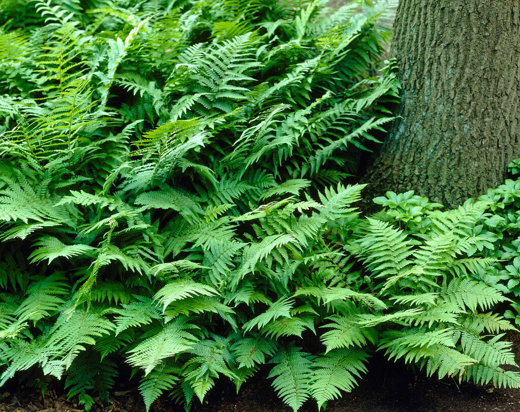 male fern