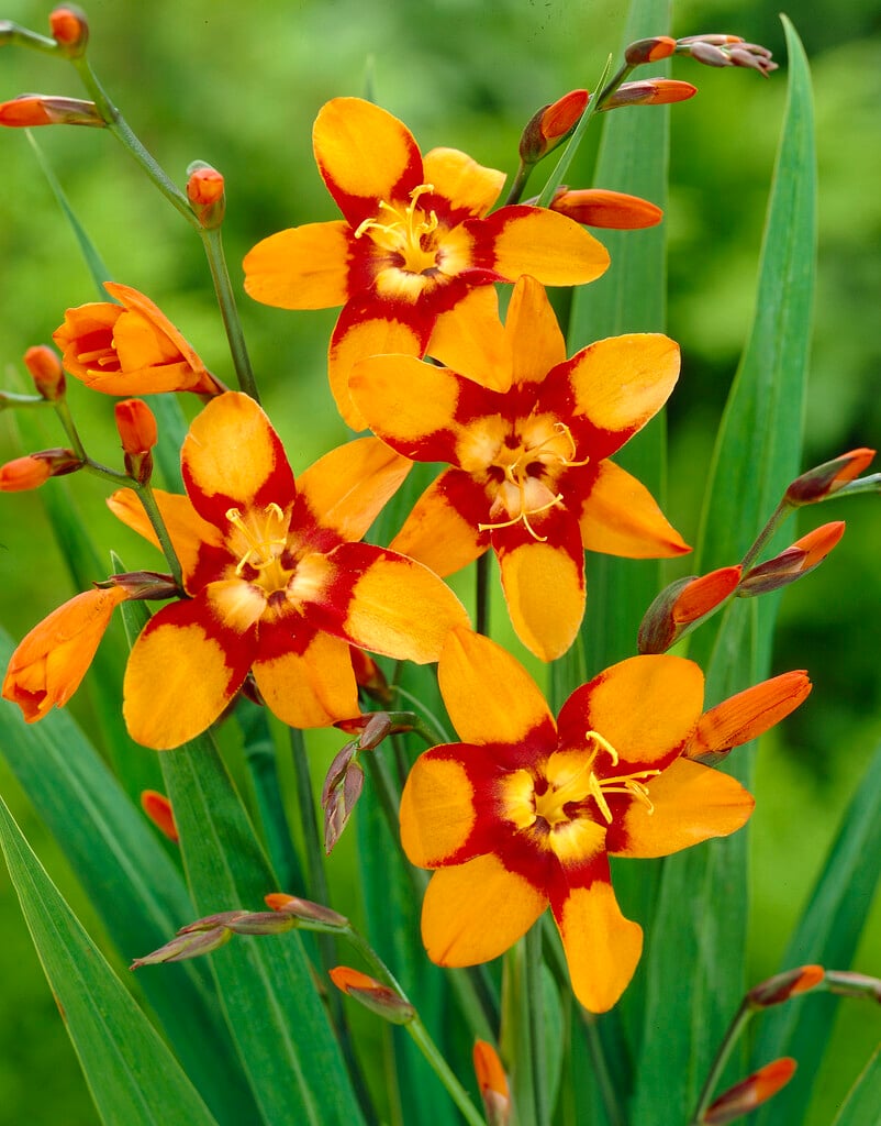 montbretia 'Emily McKenzie'