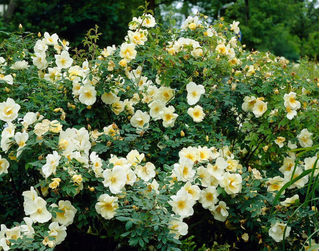 rose 'Maigold'