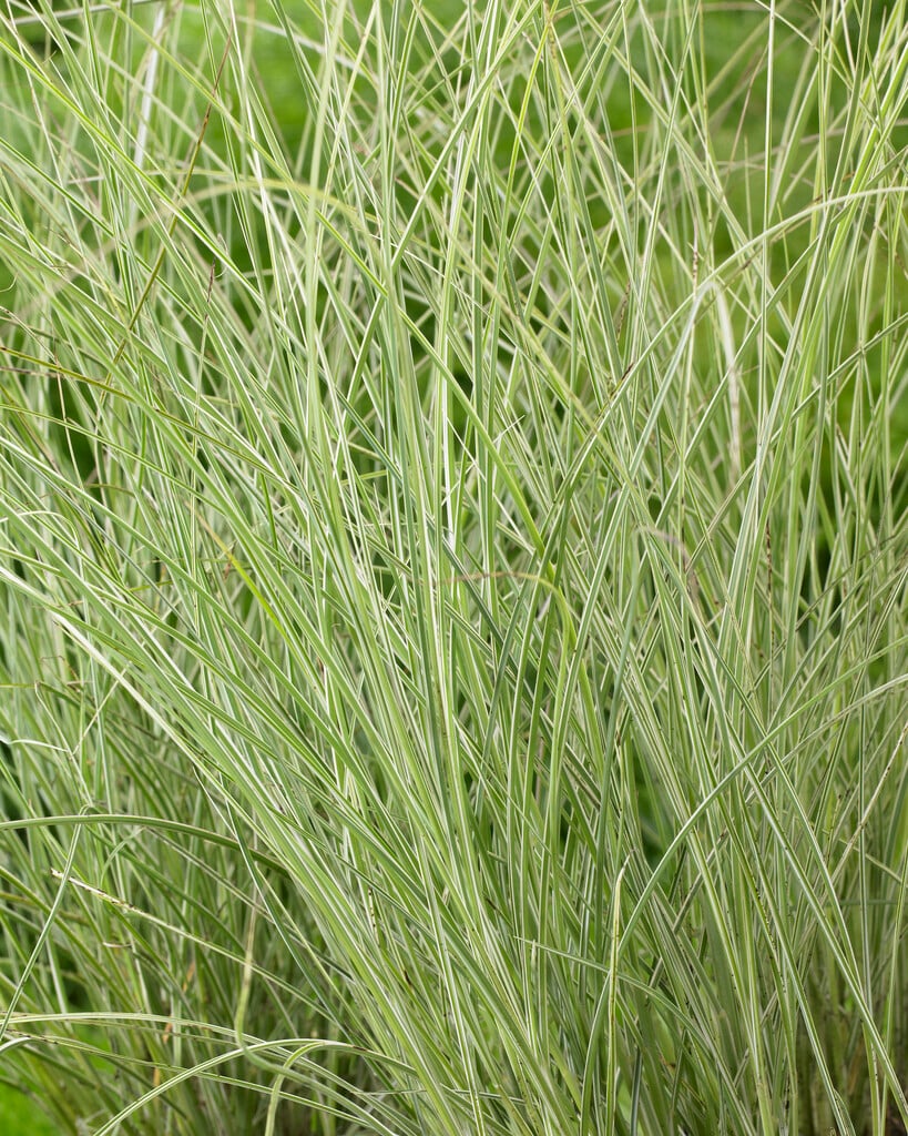 eulalia 'Morning Light'