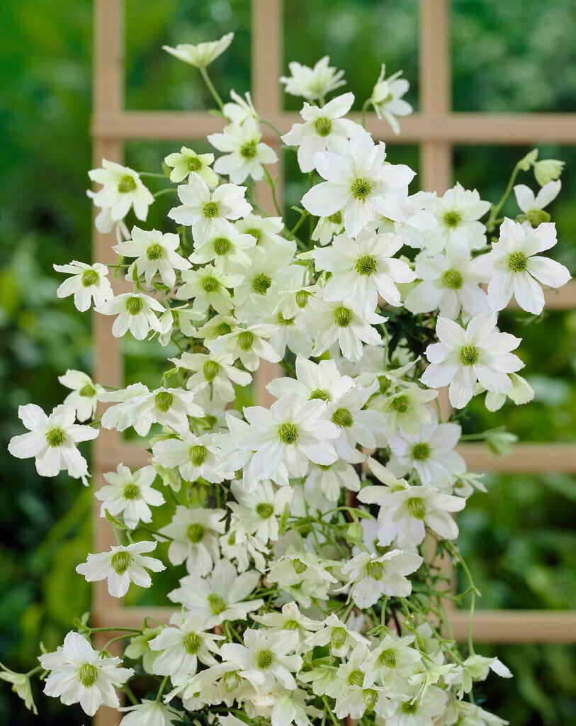 clematis 'Early Sensation'