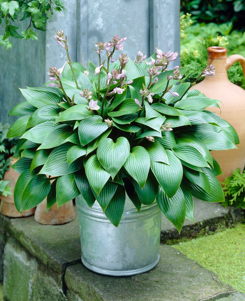 plantain lily 'Devon Green'