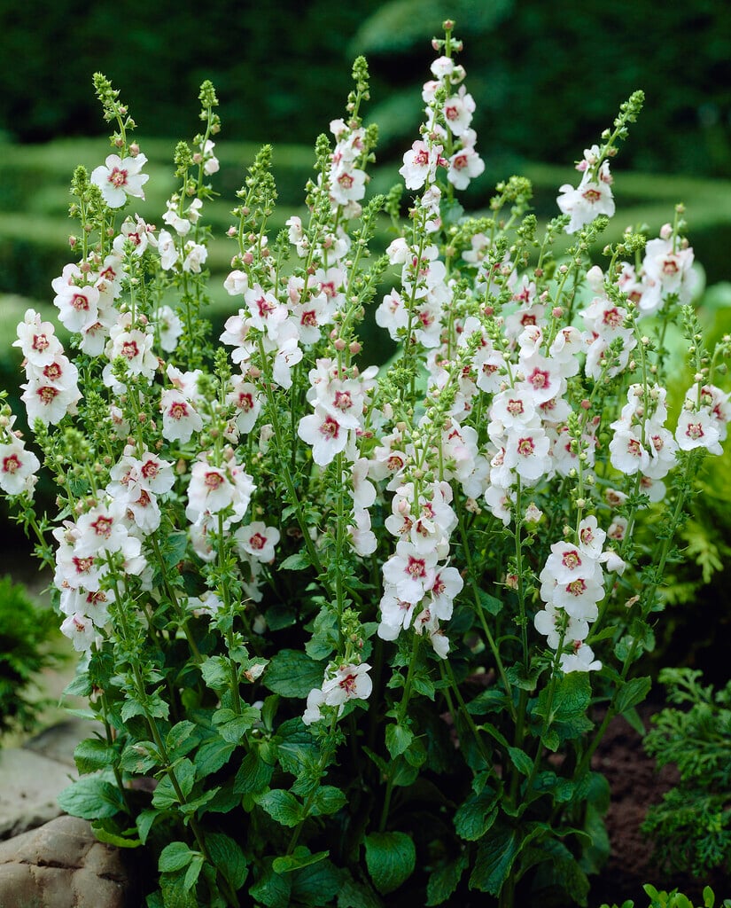white nettle-leaved mullein