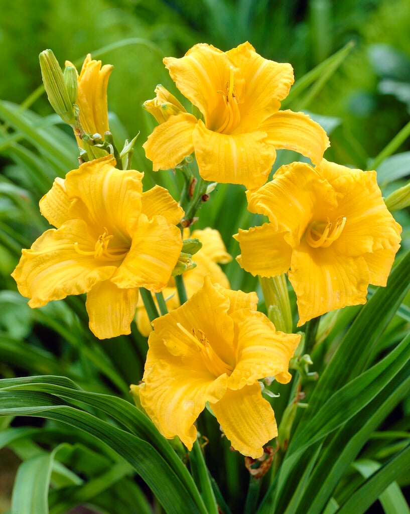 daylily 'Stella de Oro'