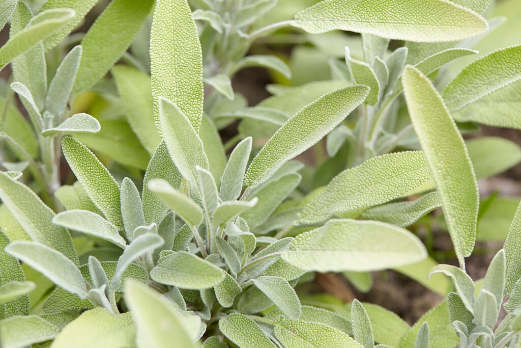 lavender-leaved sage