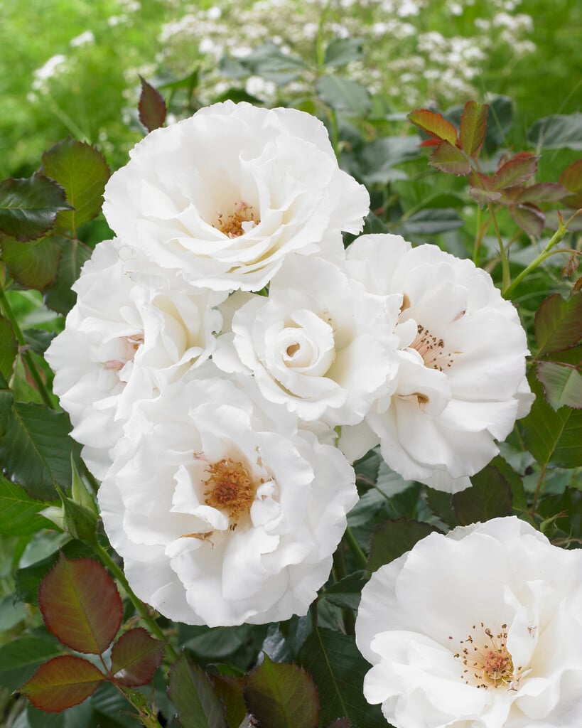 rose [Margaret Merril]