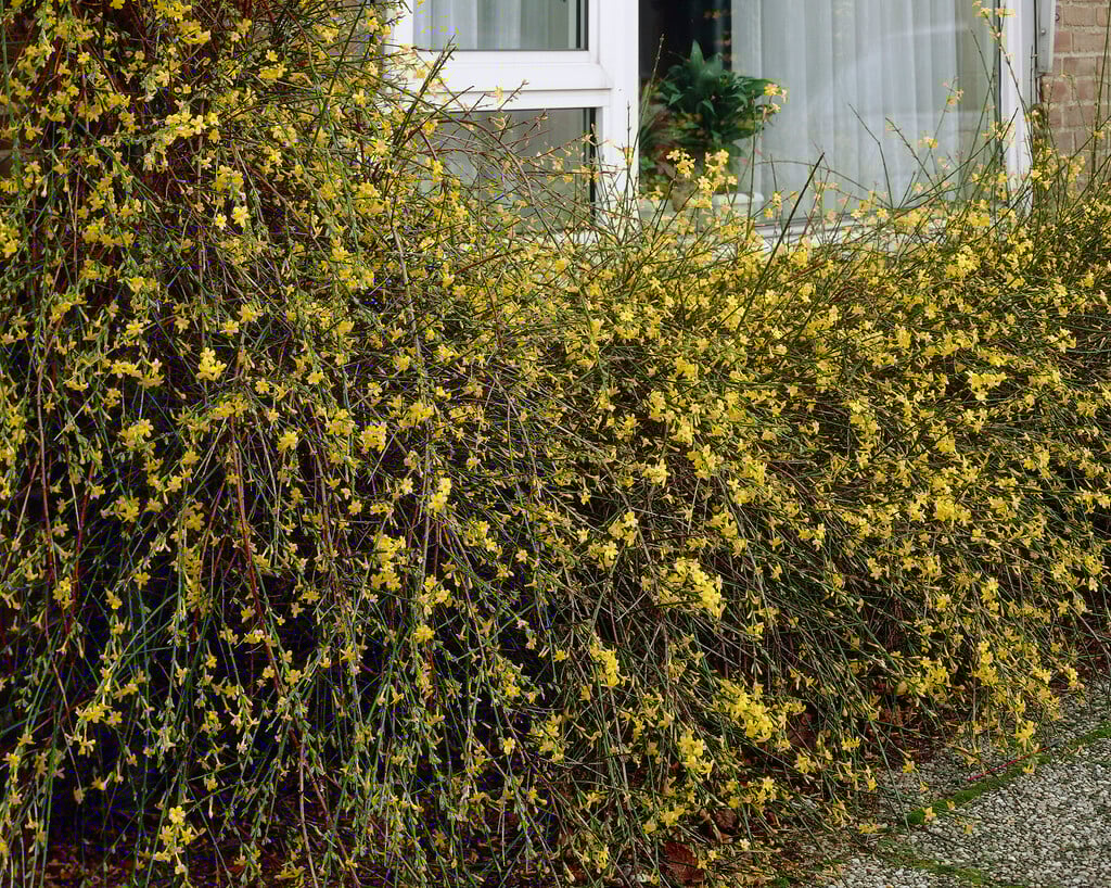 winter jasmine
