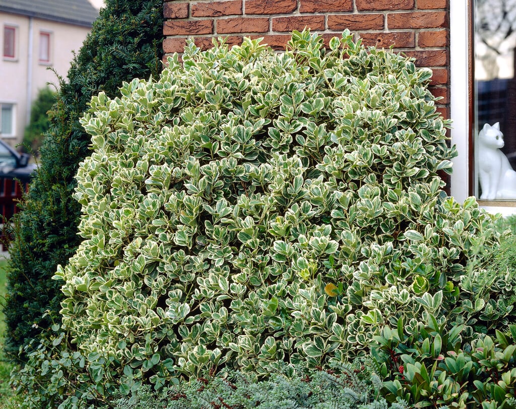 spindle 'Emerald Gaiety'