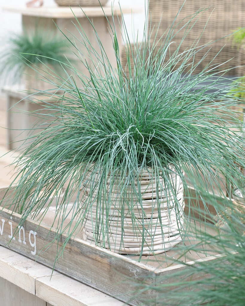 blue fescue [Intense Blue]