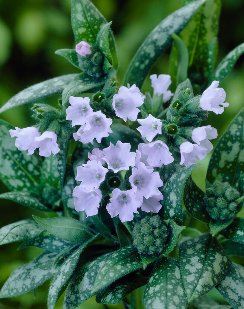 lungwort [Opal]