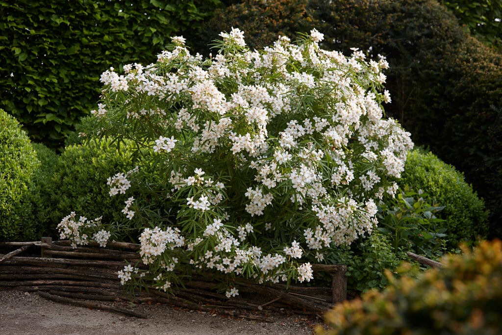 Mexican orange 'Aztec Pearl'