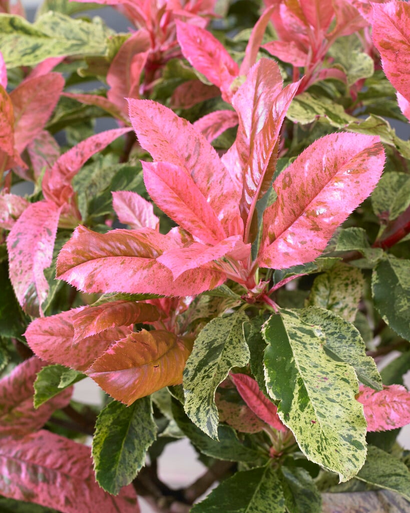 Chinese hawthorn [Pink Crispy]