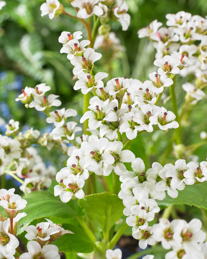 elephant's ears 'Bressingham White'