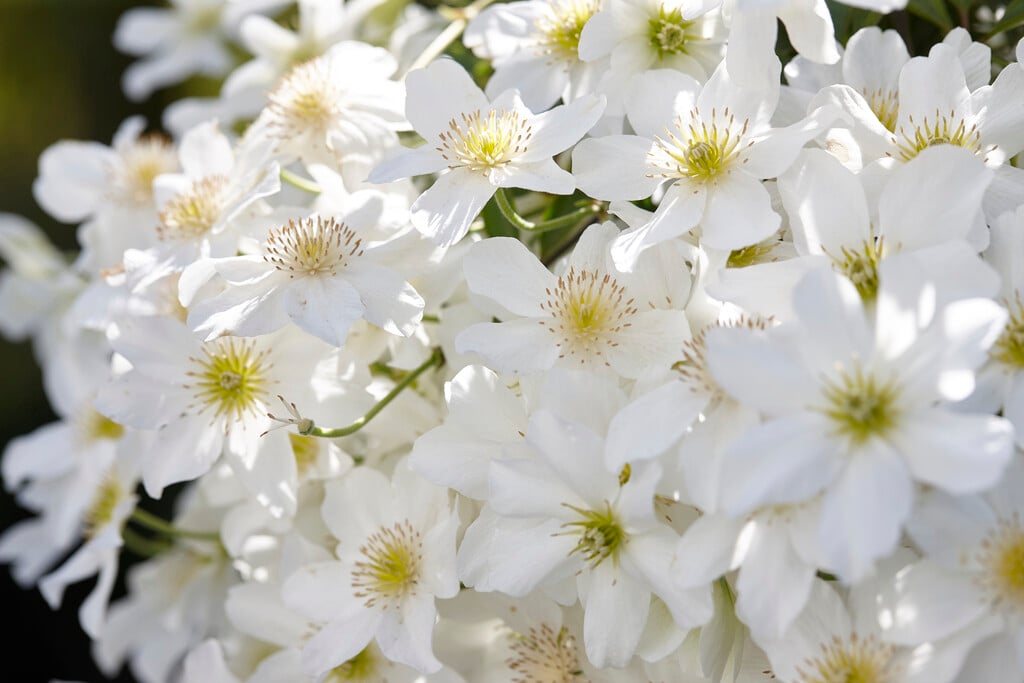 clematis 'Avalanche'