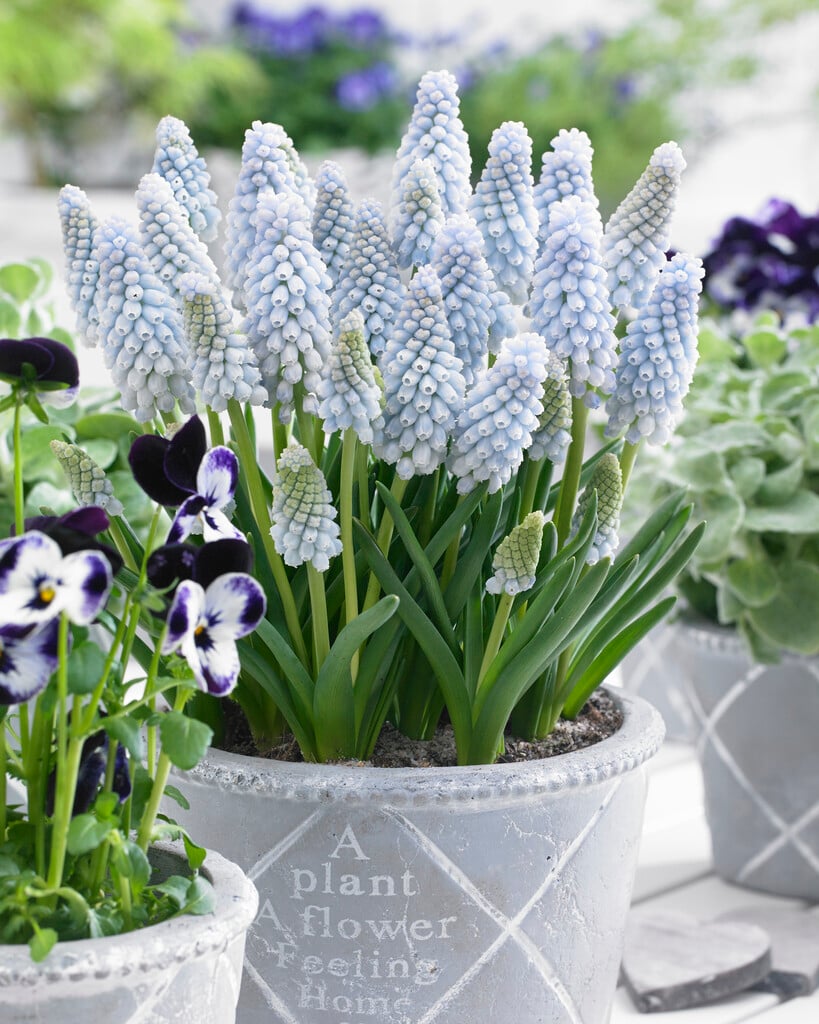 grape hyacinth 'Jenny Robinson'